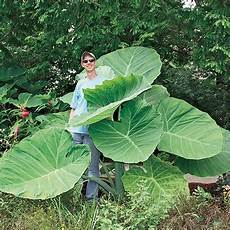 Hosta Fertilizer