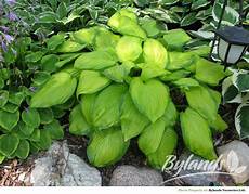 Hosta Fertilizer