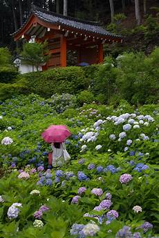 Hosta Fertilizer