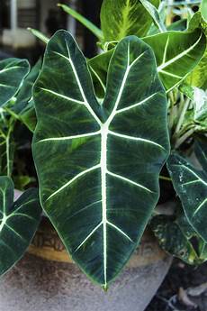 Houseplant Fertilizer