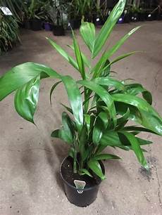Houseplant Fertilizer