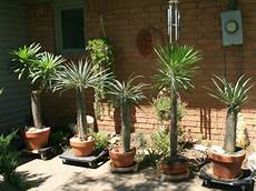 Houseplant Fertilizer