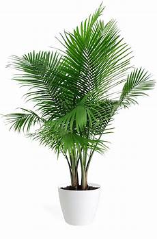 Houseplant Fertilizer