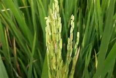 Humic Acid Fertilizer
