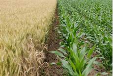 Humic Acid Fertilizers