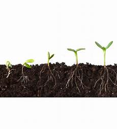 Humic Acid Fertilizers