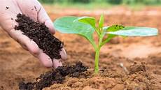Humus Fertilizer
