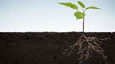 Humus Fertilizer