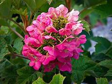 Hydrangea Fertilizer