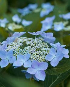 Hydrangea Fertilizer
