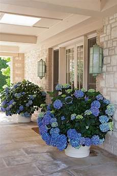 Hydrangea Fertilizer