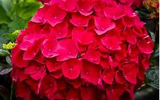 Hydrangea Fertilizer