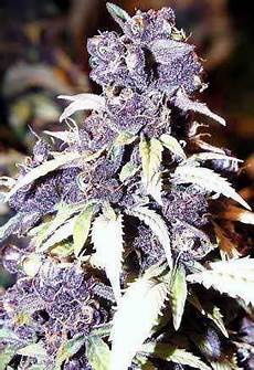 Hydroponic Fertilizer