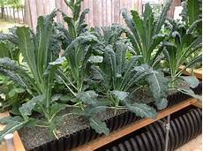Hydroponic Liquid Fertilizer