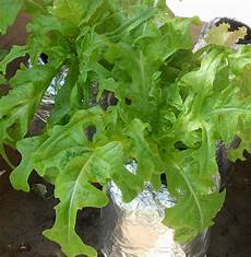Hydroponic Liquid Fertilizer