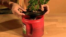 Hydroponic Nutrients