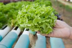 Hydroponic Nutrients