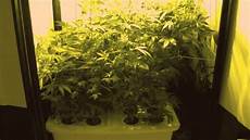 Hydroponic Nutrients