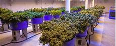 Hydroponic Nutrients