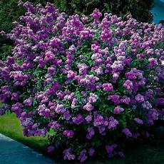 Lavender Fertilizer