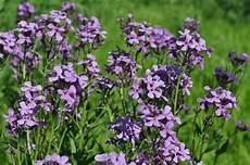 Lavender Fertilizer