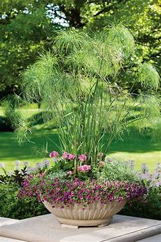 Lavender Fertilizer