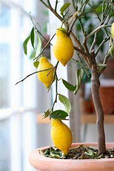 Lemon Tree Fertilizer