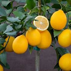 Lemon Tree Fertilizer