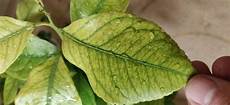 Lemon Tree Fertilizer