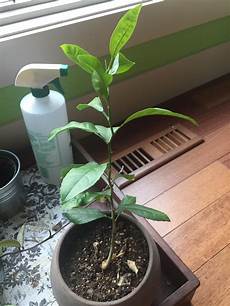 Lemon Tree Fertilizer