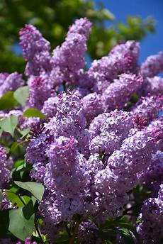 Lilac Fertilizer