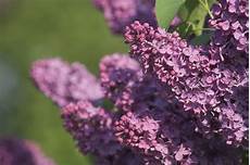 Lilac Fertilizer