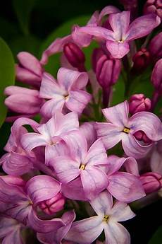 Lilac Fertilizer