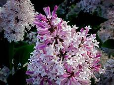 Lilac Fertilizer