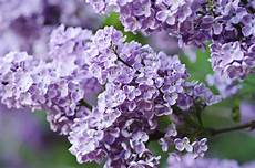 Lilac Fertilizer