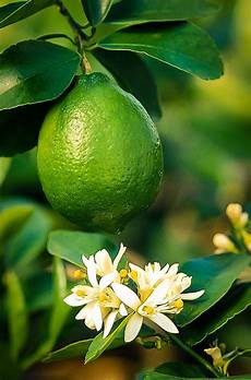 Lime Tree Fertilizer