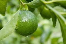 Lime Tree Fertilizer