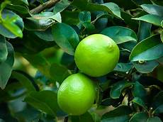 Lime Tree Fertilizer