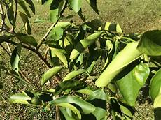 Lime Tree Fertilizer