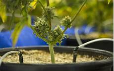 Liquid Leaf Fertilizers