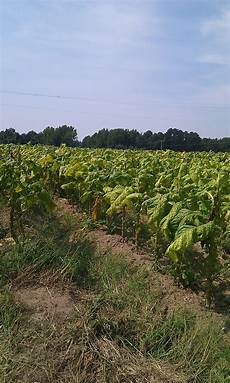 Liquid Leaf Fertilizers