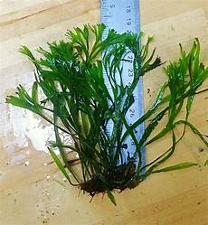 Liquid Leaf Fertilizers