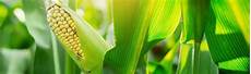 Liquid Organo-Mineral Fertilizers