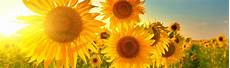 Liquid Organo-Mineral Fertilizers