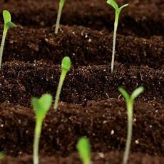 Liquid Organo-Mineral Fertilizers