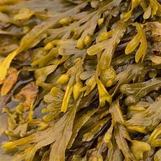 Liquid Seaweed