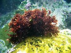 Liquid Seaweed