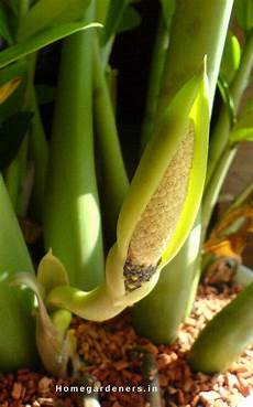 Liquid Solid Leaves Fertilizers