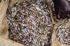 Liquid Worm Fertilizers