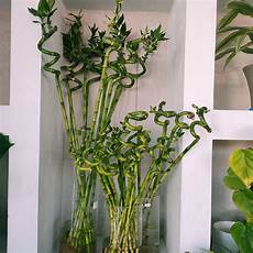 Lucky Bamboo Fertilizer